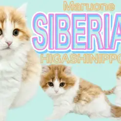 【 サイベリアン 】ハチワレッド登場！ほんわかおっとりな爆ゴロ男子