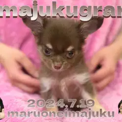 【 イマジュクグラム 】手乗りサイズのチョコタンチワワちゃまのお手入れタイムに密着！