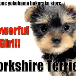【 ヨークシャーテリア 】体は小柄でも性格はビッグ！？好奇心旺盛パワフルガール