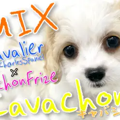 【 MIX 】誰しもが知る大注目のキャバションMIXが横浜元町の地に上陸！！