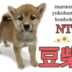 【 豆柴 】目指せ大和撫子！赤豆柴ちゃん