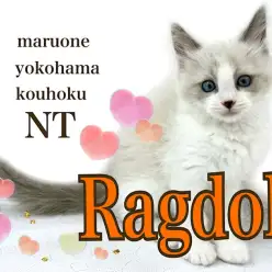 【 ラグドール 】大人気大型猫種！ブルーの瞳のぬいぐるみニャンコ！