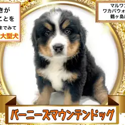 【 バーニーズマウンテンドッグ 】誰しもが憧れる夢の大型犬バーニーズちゃん