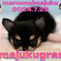 【 イマジュクグラム 】生後2ヶ月体重532g！大人気ブラックタンのチワワちゃま