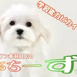 【 マルチーズ 】可愛く賢く成長中！モデル犬顔負けのお手入れ慣れワンコ！