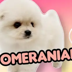 【 ポメラニアン 】たぬき顔ポメ!爆毛のクリームカラーでまるでアザラシ!?