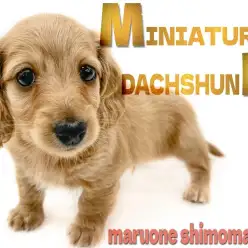 【 ミニチュアダックスフント 】遊ぶの大好き元気ハツラツ！ゴールドカラーの短足犬