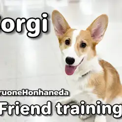 【 コーギー 】社交性を高める為に大切なこと！生後7ヶ月の賢きロイヤルドッグ！