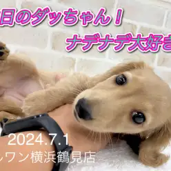 【 ミニチュア・ダックスフント 】本日のダッちゃん！ナデナデ大好き！