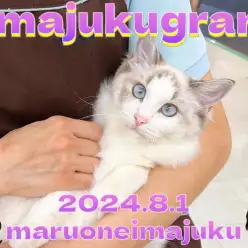 【 イマジュクグラム 】生後7ヶ月のおっとりラグドールちゃま！最新動画を公開！