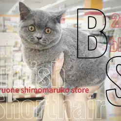 【 ブリティッシュ 】まん丸ボディを持つ下丸子店のアイドル！ご家族が決まりました