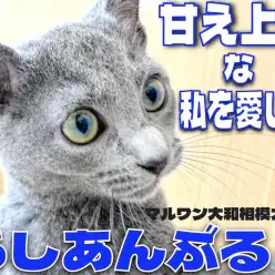 【 ロシアンブルー 】見た目はクールに心はホットに！甘え上手との生活は至福の時！
