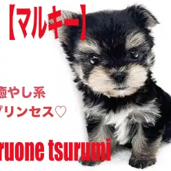 【 MIX 】マルチーズとヨークシャーテリアから生まれた通称マルキー女の子!!