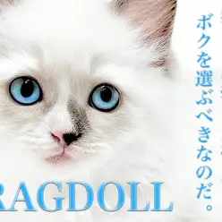 【 ラグドール 】猫初心者にオススメ！ブルーポイントバイカラーの男の子！