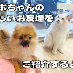 【 ポメラニアン成長ログ 】ポポちゃんの新しいお友達をご紹介！