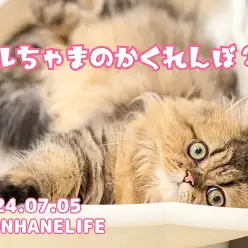 【 ペルシャ成長ログ 】ペルシャちゃんのとっても可愛いかくれんぼ!
