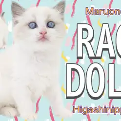 【 ラグドール 】瞳も毛色も透明感たっぷりな美少女降臨。
