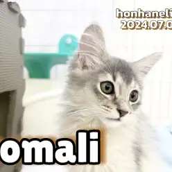 【 ソマリ成長ログ 】今日もお手入れバッチリ！ソマリちゃんとじゃんけんぽーんっ！