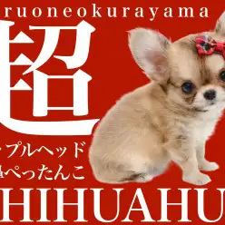 【 チワワ 子犬 】見事なアップルヘッドと超マズル短めの女の子登場！