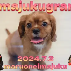 【 イマジュクグラム 】初心者必見！希少ルビーカラーの女の子が聖地に降臨！