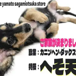 【 カニンヘンダックスフント 】特技はへそ天！ご家族が決まった甘えん坊の女の子！