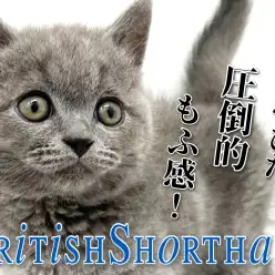 【 ブリティッシュショートヘア 】横浜元町ブリの丸みを帯びた圧倒的もふ感！