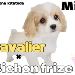 【 MIX 】可愛いという言葉はこの子のためにある！注目度No.1のキャバション