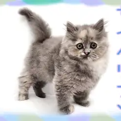 【 サイベリアン 】ブルー＆クリームの爆毛に愛嬌たっぷりな性格の女の子！