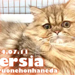 【 ペルシャ 】最高の性格を手に入れたチンチラゴールデンの男の子!