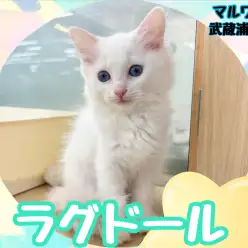 【 ラグドール 】白雪のように真っ白な被毛とブルーの瞳が美しい女の子登場！