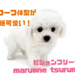 【 ビションフリーゼ 】ドワーフ体型が可愛い！まんまるフェイスの女の子！