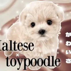 【 マルプー 】トイプードルを彷彿とさせるボリューミーエンジェルが埼玉に登場!