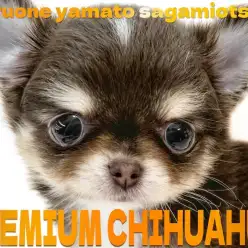 【 チワワ 】チョコタンカラーの小さめサイズ！プレミアム認定の最高峰の愛らしさ！