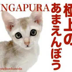 【 シンガプーラ 】甘えん坊な性格はピカイチ!本羽田に最小猫あらわる!