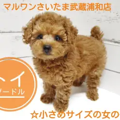 【 トイ・プードル 】これぞテディベア！小さめサイズのトイプードルが埼玉に登場！