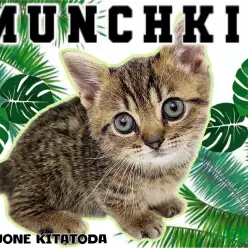 【 マンチカン 】タビー&ヒョウ柄の模様を持つ、超短足丸顔ニャンコが到来！