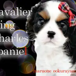 【 キャバリア 】どんな家庭にもマッチ！艷やかなトライカラーの女の子！