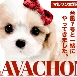 【 MIX 】台風7号とともにやってきた最高クラスのキャバション全方向チェック！