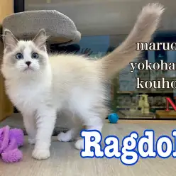 【 ラグドール 】生後3ヶ月のラグドール君の美麗な変化をご紹介