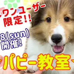 【 パピー教室 】マルワン横浜元町店9月のパピー教室開催のお知らせ