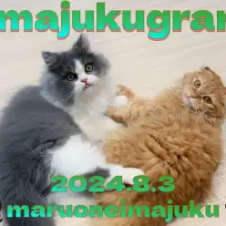 【 イマジュクグラム 】 ラガマフィンとスコティッシュのフレンドトレーニング！