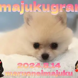 【 イマジュクグラム 】生後2ヶ月体重590g！クリームポメラニアンの女の子！