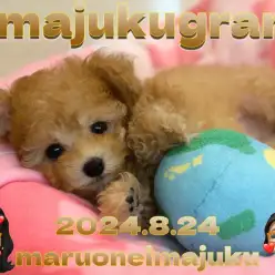 【 イマジュクグラム 】生後2ヶ月で500g！ティーカップサイズのトイプードル！