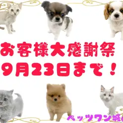【 お知らせ】 お客様大感謝祭開催中！ペッツワン城山店で素敵な出会いを！