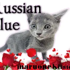 【 ロシアンブルー 】大注目！光り輝くブルーカラーを持つ超絶美形猫が登場！