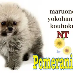 【 ポメラニアン 】まん丸、爆毛、2頭身あざらしテイスト強めの男の子