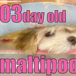 【 マルプー 】ベットの下からひょっこり！現在のトレーニング状況を公開！