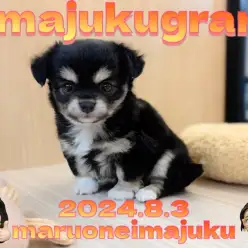 【 イマジュクグラム 】王道ブラックタン！目ヂカラ最強チワワの女の子が聖地に降臨