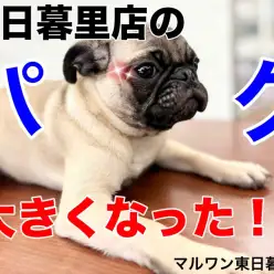 【 パグ 】パグどんドッグランデビューのセカンドレビュー！