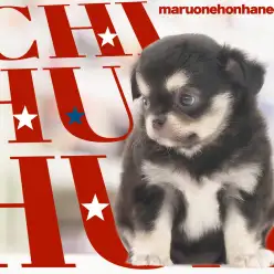 【 チワワ  】パパはUSAチャンピオン！短めマズルの女の子の全方向解説！